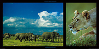 100cm x 50cm Elephants and Lioness von DENIS-HUOT