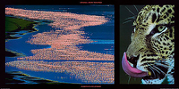 100cm x 50cm Flamingos and Leopard von DENIS-HUOT