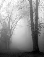 79cm x 100cm November Fog von Nicholas Bell