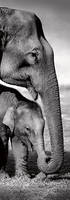 35cm x 100cm Indian Elephants von Gavriel Jecan