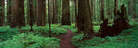 100cm x 35cm Redwoods Path von Alain Thomas