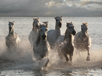 40cm x 30cm Horses Landing at the Beach von Jorge Llovet