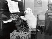 40cm x 30cm Cat and Dog playing Piano von Anonym