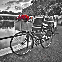 70cm x 70cm Romantic Roses I von Assaf Frank