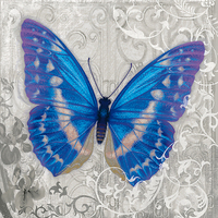 30cm x 30cm Blue Butterfly I von Alan Hopfensperger
