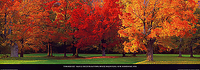 95cm x 33cm Maple Trees in Autumn von MACKIE,TOM