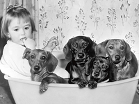 40cm x 30cm Dallas Gilby with dogs von Anonym