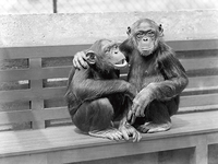 40cm x 30cm At the zoo, Chimpanzees von Anonym