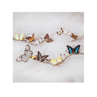 40cm x 40cm Array of Butterflies von Ian Winstanley