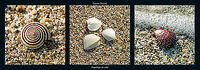 95cm x 33cm Coquillages sur sable von PINSARD,LAURENT