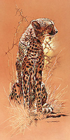 50cm x 100cm Cheetah von CASARO,RENATO