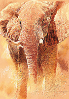 70cm x 100cm Elefant Study von CASARO,RENATO
