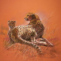 50cm x 50cm Cheetah Mother von CASARO,RENATO
