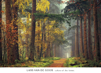 91cm x 66cm Colours of the forest            von Lars Van De Goor
