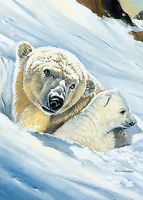50cm x 70cm Eisbär-Mama von CASARO,RENATO
