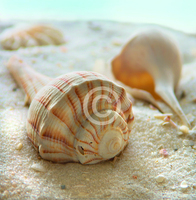 30cm x 30cm Beach Shell III                  von Donna Geissler
