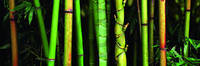 90cm x 30cm Bamboo                           von Roberto Scaroni