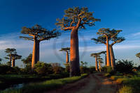 150cm x 100cm Baobab Tree                      von Thomas Marent