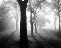 90cm x 70cm Bäume im Nebel I                 von Tom Weber