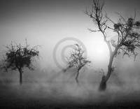 90cm x 70cm Bäume im Nebel II                von Tom Weber