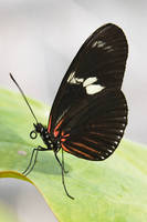 22cm x 33cm Butterfly Beauties IV            von Florian Dürmer