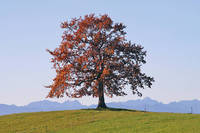 60cm x 40cm Der Baum                         von Gerhard Rossmeissl
