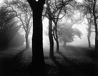 90cm x 70cm Bäume im Nebel I von WEBER,TOM