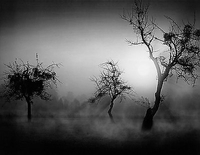 90cm x 70cm Bäume im Nebel II von WEBER,TOM