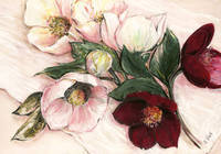100cm x 70cm Elegant Anemones                 von Elisabeth Krobs