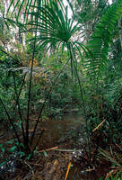 100cm x 150cm Flood Area of Rainforest         von Thomas Marent