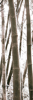 30cm x 91cm Bamboo Grove IV von YAN,DOUGLAS