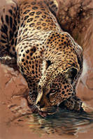 70cm x 105cm Leopard's Sundowner              von Renato Casaro