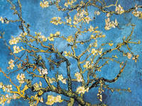80cm x 60cm Mandelbaumzweig                  von Vincent Van Gogh