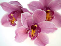 100cm x 75cm Orchid Kiss                      von Micha Pawlitzki