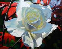 150cm x 120cm Summer's Last Rose               von Michael Schuh