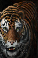 100cm x 150cm Tiger                            von Jutta Plath