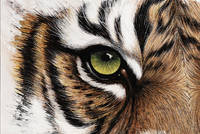 100cm x 67cm Tiger Augenblick                 von Jutta Plath