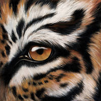 150cm x 150cm Tigerauge                        von Jutta Plath