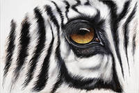 100cm x 67cm Zebra Augenblick                 von Jutta Plath