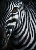 107cm x 150cm Zebra I                          von Jutta Plath