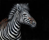 150cm x 125cm Zebra II                         von Jutta Plath