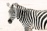 100cm x 67cm Zebra II                         von Toby Seifinger