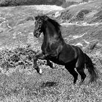 100cm x 100cm Island Horse von Jorge Llovet
