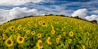 100cm x 50cm Sonnenblumenwelt von Rolf Fischer