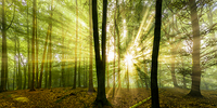 100cm x 50cm Nebelstimmung mit Sonne im Wald von Rolf Fischer