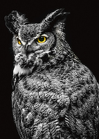 50cm x 70cm Wisdom Owl II von Ronin