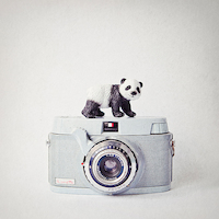 100cm x 100cm Panda & Vintage Camera von Susannah Tucker Photography