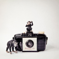 100cm x 100cm Monkey & Vintage Camera von Susannah Tucker Photography