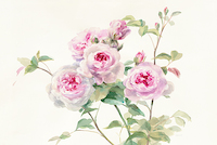 100cm x 66.67cm Sweet Roses on White Green von Danhui Nai