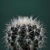 100cm x 100cm Cacti II von Andre Eichman